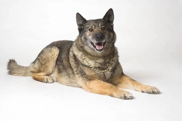 Portrait Of A German Shepherd Dog