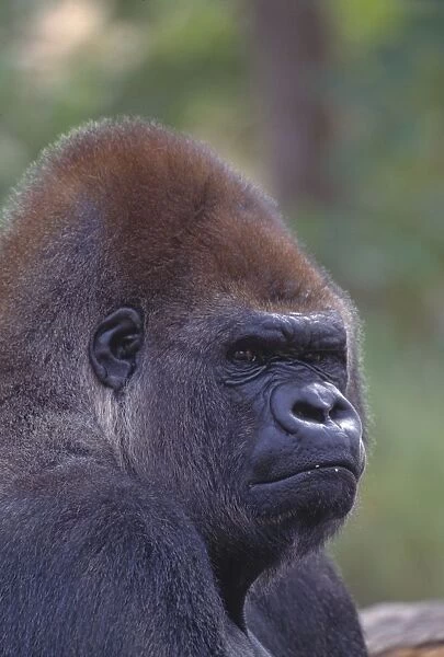 Portrait Of A Gorilla