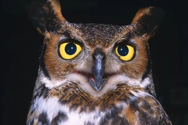 Portrait Of Great Horned Owl