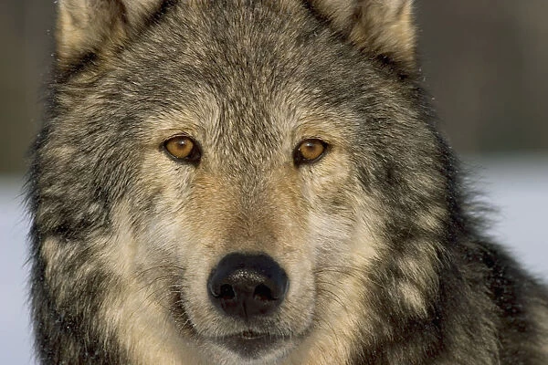 Portrait Of Grey Wolf Captive Alaska Se Winter