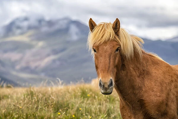 Portrait of an Icelandic horse in the natural landscape; Iceland