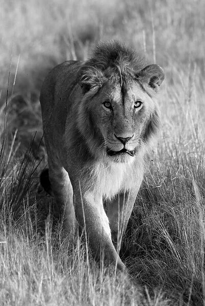 Portrait of a lion, (Panthera leo) walking towards the camera along a grassy track in Kleins Camp; Serengeti, Tanzania