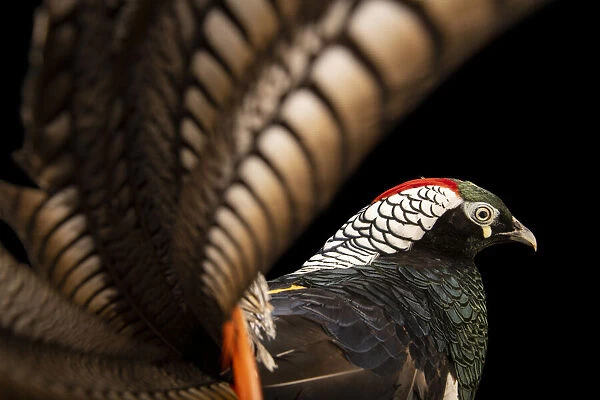 Portrait of a male Lady Amherst's pheasant