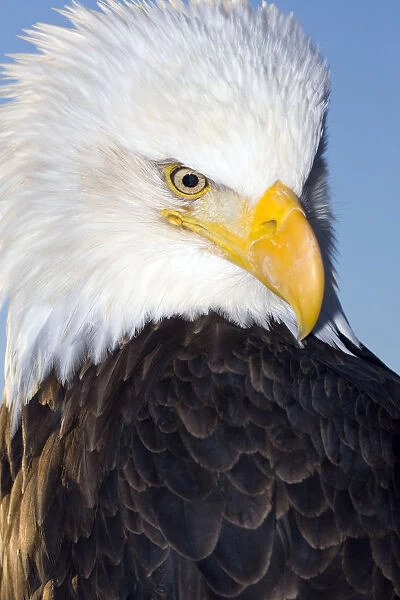 Portrait Of A Mature Bald Eagle In Homer, Alaska