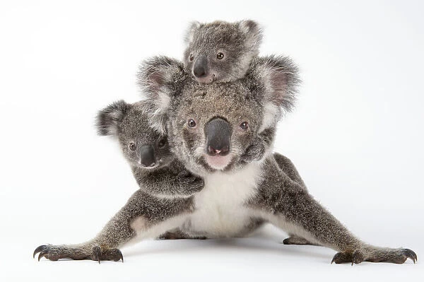 Portrait of mother Koala with her young