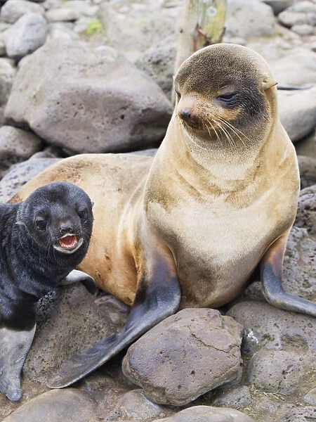 Portrait Of A Northern Fur Seal Female With Her Pup, St. Paul Island, Southwest Alaska, Summer