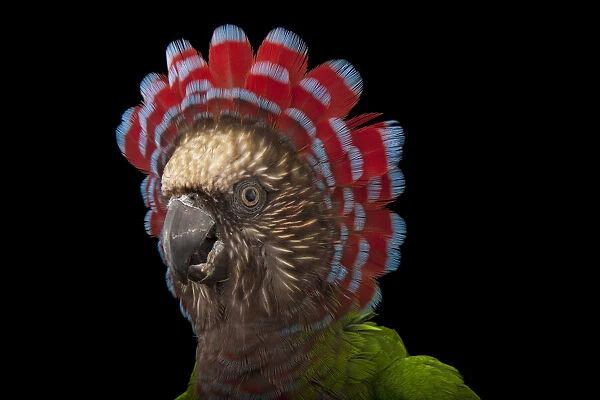Portrait of a Northern red fan parrot