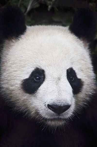 Portrait of panda (ailuropoda melanoleuca); China