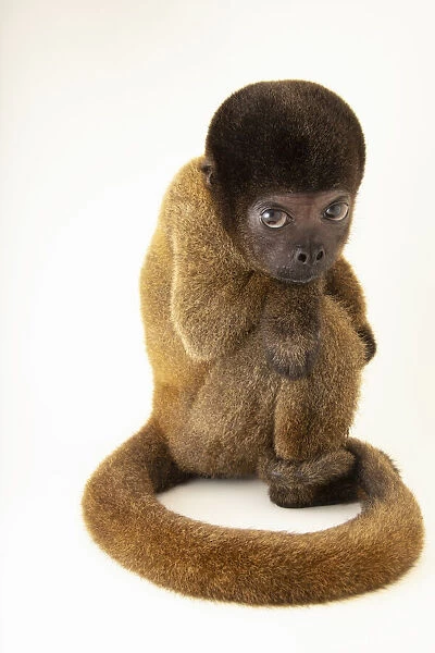 Portrait of a Peruvian woolly monkey