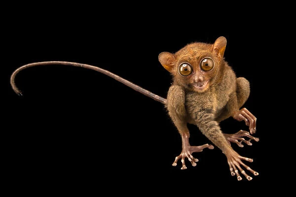 Portrait of a Philippine tarsier