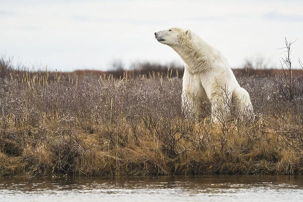 Portrait of Polar Bear (Ursus Maritimus) sitting in a brush field in Churchill, Manitoba, Canada