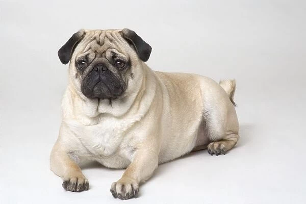Portrait Of A Pug Dog