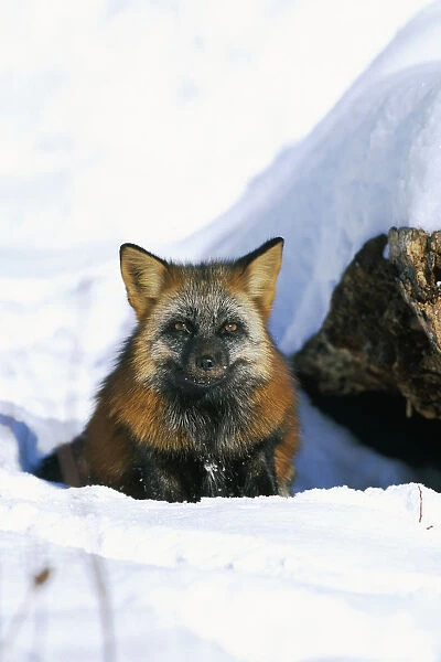 Portrait Of Red Fox Cross Colorization Captive Ak Spring