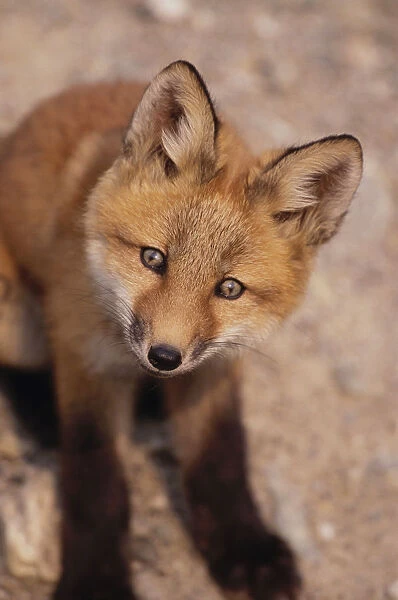 Portrait Of Red Fox Kit Near Den On Savage River Denali Np