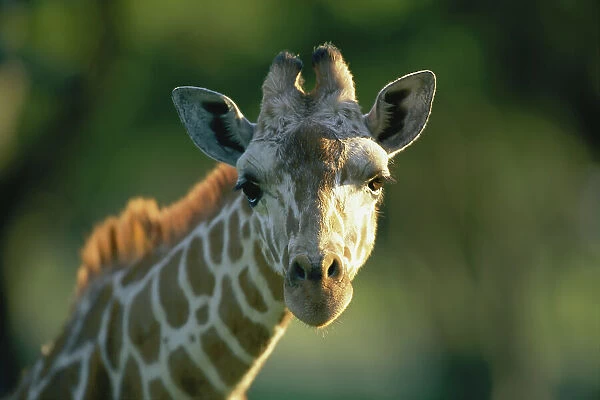 Portrait of a Reticulated giraffe
