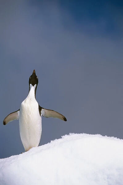 Portrait Of Single Adelie Penguin Atop Iceberg South Atlantic Ocean Antarctica Summer