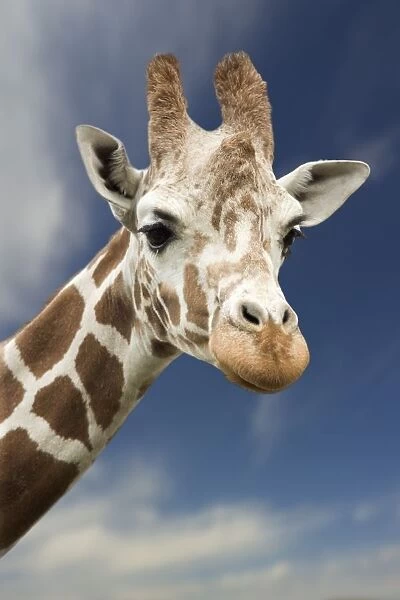 Portrait Of A Single Giraffe