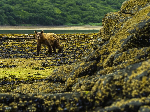 Portrait of a young, Coastal Brown Bear (Ursus arctos horribilis) walking at low tide while digging clams in Geographic Harbor; Katmai National Park and Preserve, Alaska, United States of America