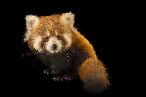Portrait of a young Red panda