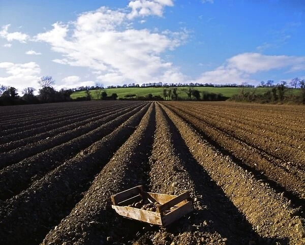 Potato Field, Ireland
