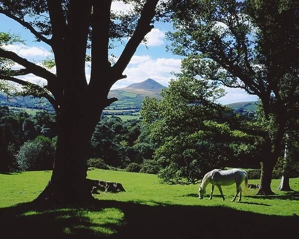 Powerscourt Estate, County Wicklow, Ireland; White Horse Grazing In Park