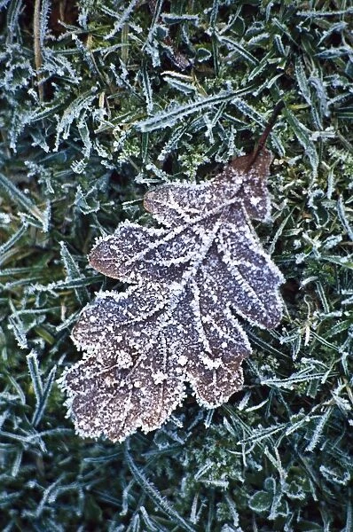 Powerscourt Estate, County Wicklow, Ireland; Close-Up Of Frost On Leaf