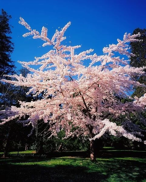 Powerscourt Gardens, Powerscourt Estate, Co Wicklow, Ireland, Tree In Blossom