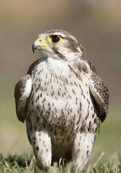 Prairie Falcon Perches On The Ground Briefly After A Hunt; Montana, United States Of America