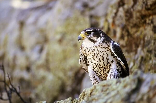 Prairie Falcon On Rock Ledge