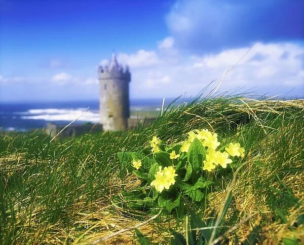 Primrose Flower In Foreground, Doonagore Castle In The Distance, Co Clare, Ireland, 16Th Century Tower House Overlooking The Atlantic Ocean