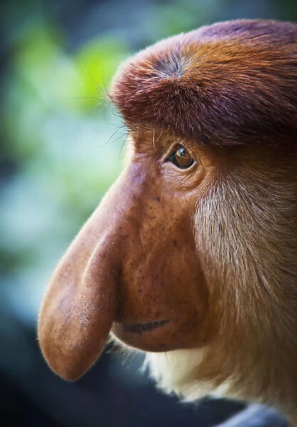 Proboscis monkey (nasalis larvatus); Borneo