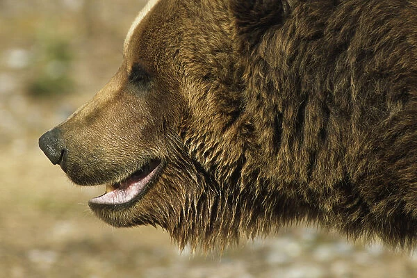Profile Of Brown Bear Denali Np In Alaska Spring