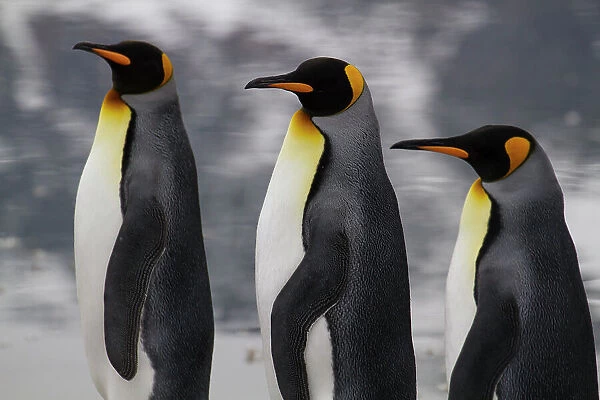 Profile portrait of three King penguins at Saint Andrews Bay on South Georgia Island