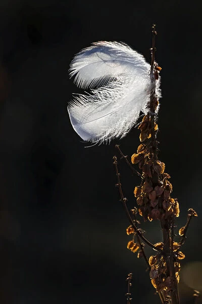 Ptarmigan feather stuck on the grasses along the shore of Hudson bay, Manitoba, Canada