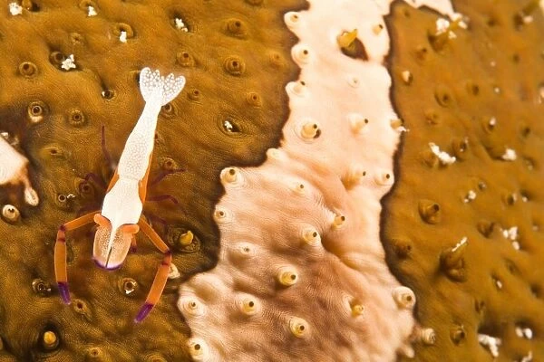 Puerto Galera, Philippines, South East Asia; Cleaner Shrimp On A Sea Cucumber