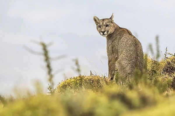 Puma on the landscape in Southern Chile