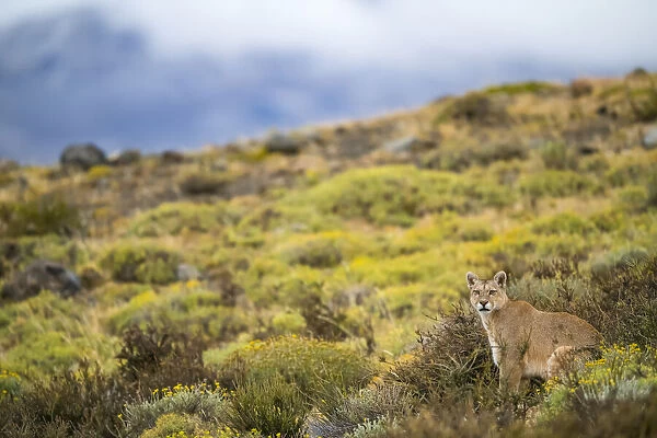 Puma in Southern Chile