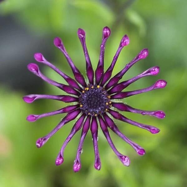 Purple Flower In Bloom