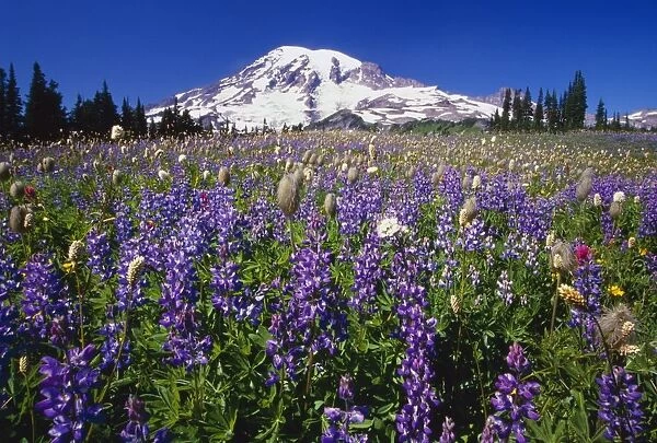 Purple Flowers Blooming Beneath Mount Rainier, Paradise Park Valley