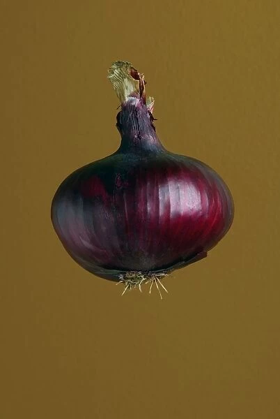 A Purple Onion