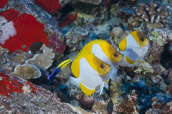 Three Pyramid Butterflyfish (Hemitaurichthys Polylepis) Line Up For An Endemic Hawaiian Cleaner Wrasse (Labroides Phthirophagus); Maui, Hawaii, United States Of America