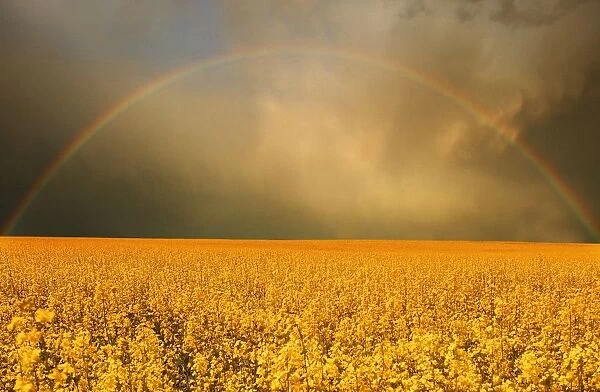 Rainbow Over Farmers Field