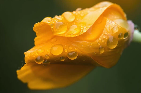 Raindrops Gather On A California Poppy (Eschscholzia Californica); Astoria, Oregon, United States Of America