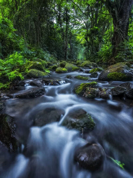 Rainforest in Hawaii, USA