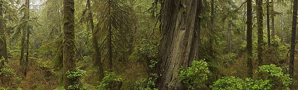 The Rainforest In Pacific Rim National Park; Vancouver Island British Columbia Canada