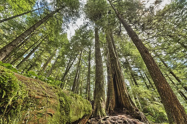 Rainforest In Strathcona Provincial Park; British Columbia, Canada