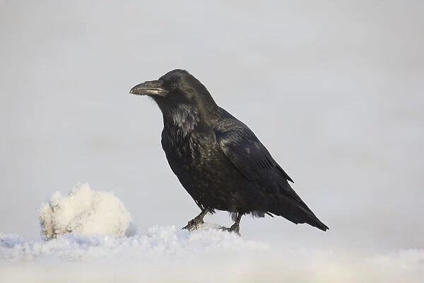 A Raven Perched On A Snow Bank, Girdwood, Southcentral Alaska, Winter