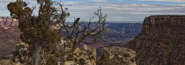 Raven Sitting On Tree On The South Rim Of The Grand Canyon, Arizona