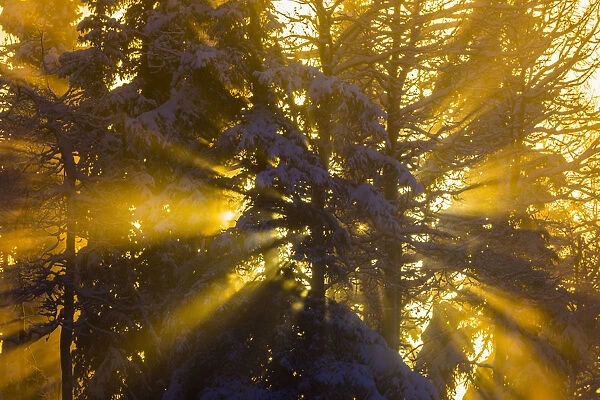 Rays Of Sunlight Through Trees Illuminate Ice Fog On A Very Cold Day; Fairbanks, Alaska, United States Of America
