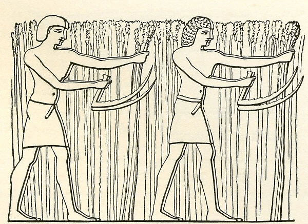 Reaping In Ancient Egypt. From The Imperial Bible Dictionary, Published 1889